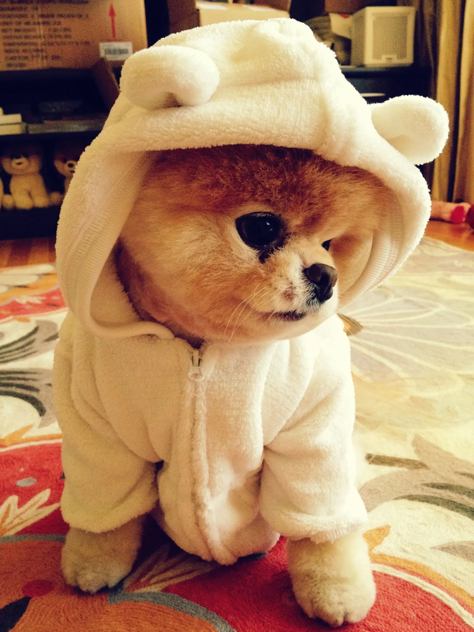 Boo&Buddy♥ - Boo & Buddy Photo (32700612) - Fanpop Boo&Buddy♥ - Boo & Buddy Photo (32700612) - Fanpop