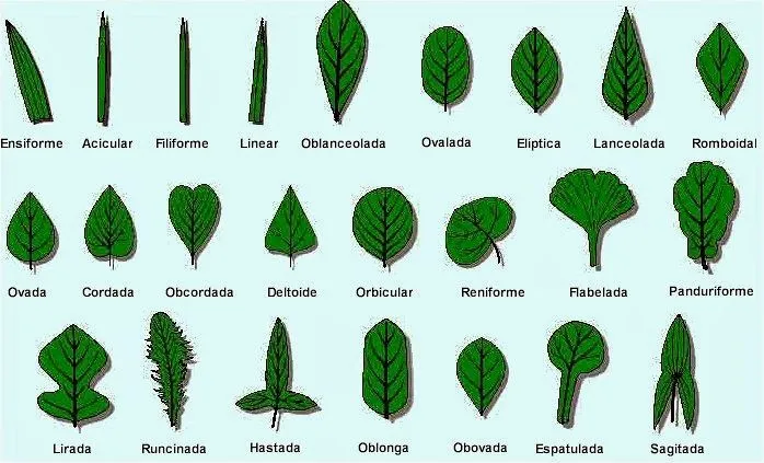 Formas de las hojas y sus nombres - Imagui