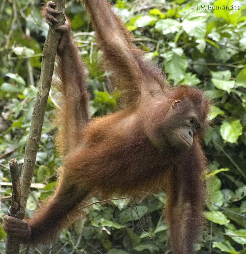 Borneo: El declive de la jungla | La Ciencia y sus Demonios Borneo: El declive de la jungla | La Ciencia y sus Demonios