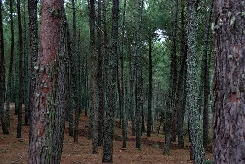 Bosque de coníferas | Flickr - Photo Sharing!