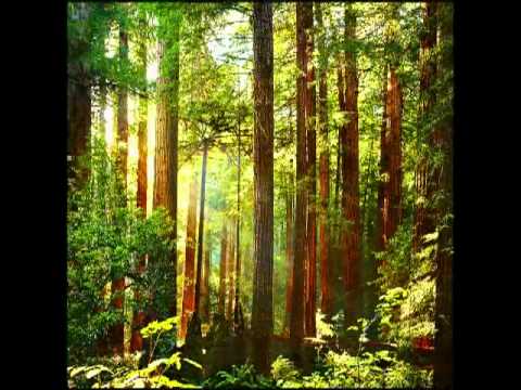 Bosque de coniferas - YouTube