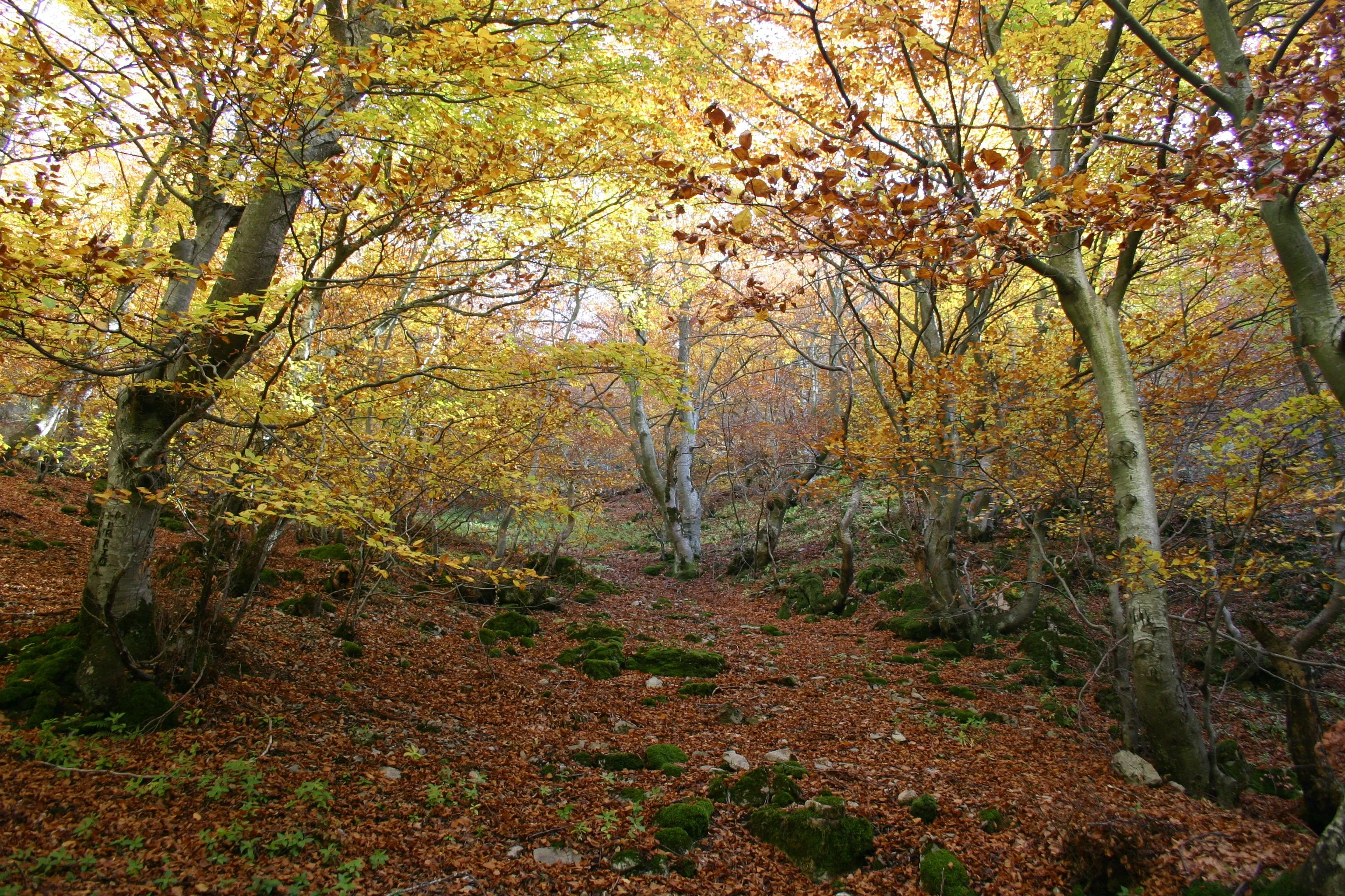 El Bosque Encantado, el Faedo de Ciñera de Gordón El Bosque Encantado, el Faedo de Ciñera de Gordón