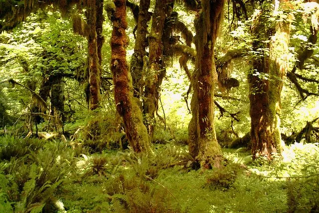 El bosque encantado de Estados Unidos (selva de Hoh) - 101 Lugares ...
