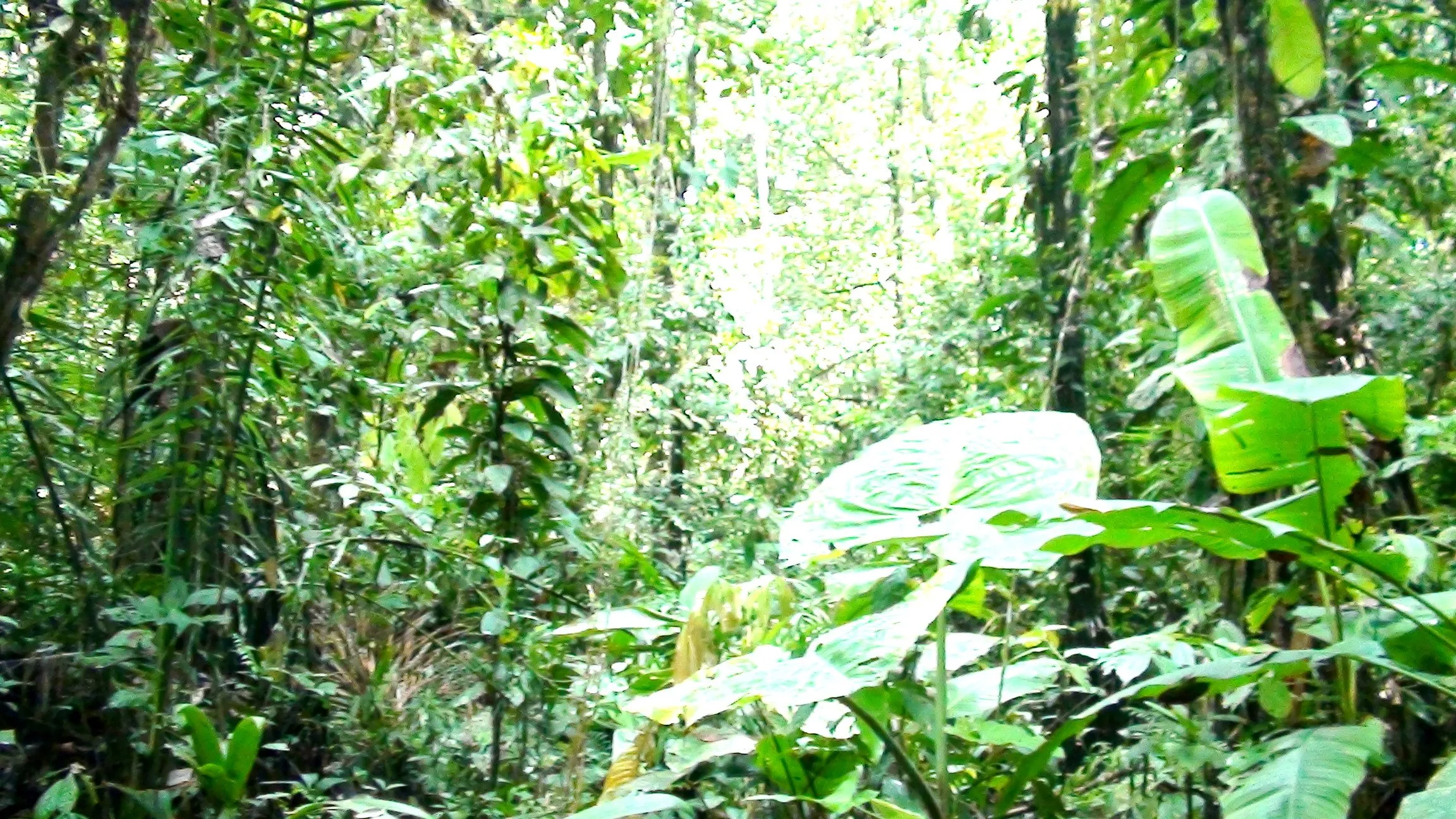 Bosque húmedo Tropical (b.h.T) | Bosque Protector La Perla