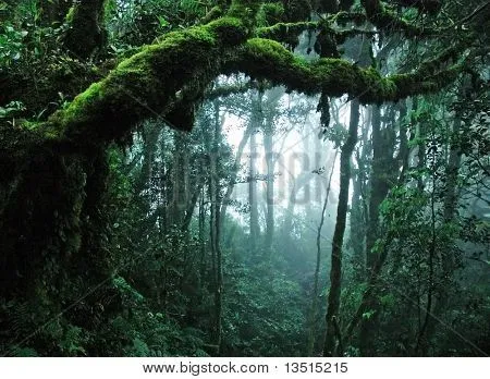 bosque húmedo tropical Fotos stock e Imágenes stock | Bigstock