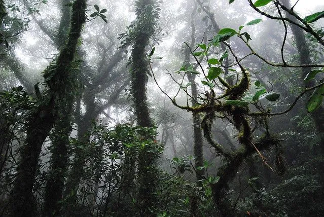 Bosque húmedo tropical III | Flickr - Photo Sharing!