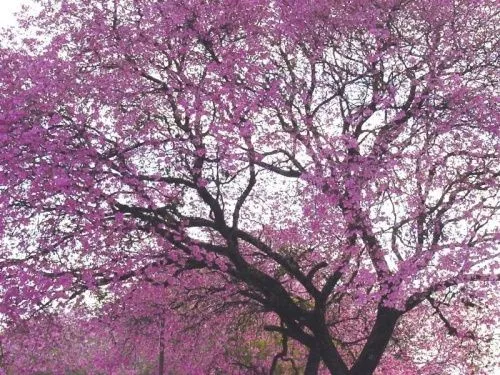 El Bosque de las Mujeres Salvajes: Los árboles secos... El Bosque de las Mujeres Salvajes: Los árboles secos...