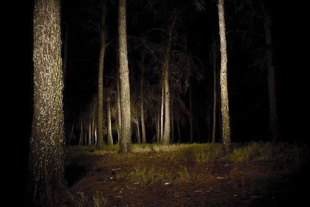 Bosque de noche | Flickr - Photo Sharing!