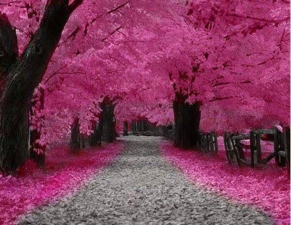 Bosque rosado paisaje | Paisajes | Pinterest | Pink Nature, Nature ...