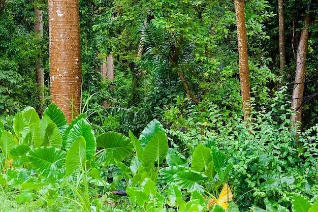 bosque de la selva de vegetación tropical | Descargar Fotos gratis