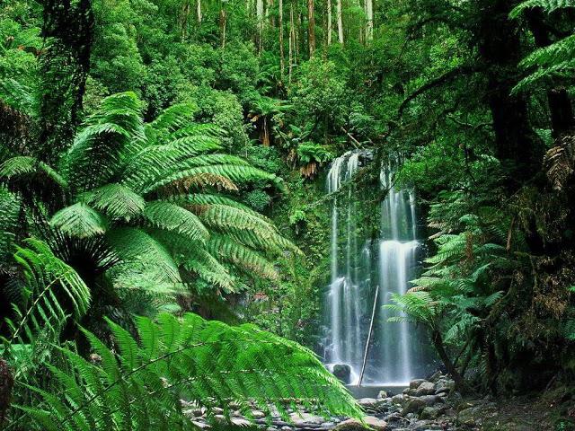 Bosque tropical - Paperblog