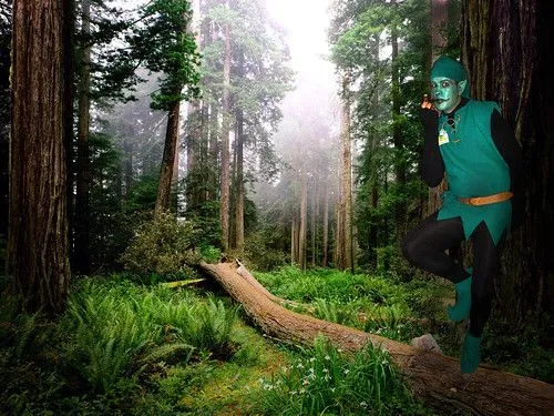 Bosques magicos irlanda - Imagui