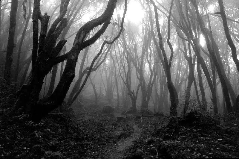 La oscura gente del bosque - Wiki Creepypasta