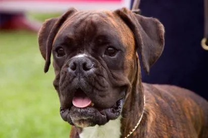 El Bóxer | Cuidar de tu perro es facilisimo.com El Bóxer | Cuidar de tu perro es facilisimo.com