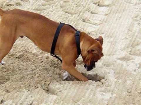 Boxer de 6 meses en la playa - YouTube
