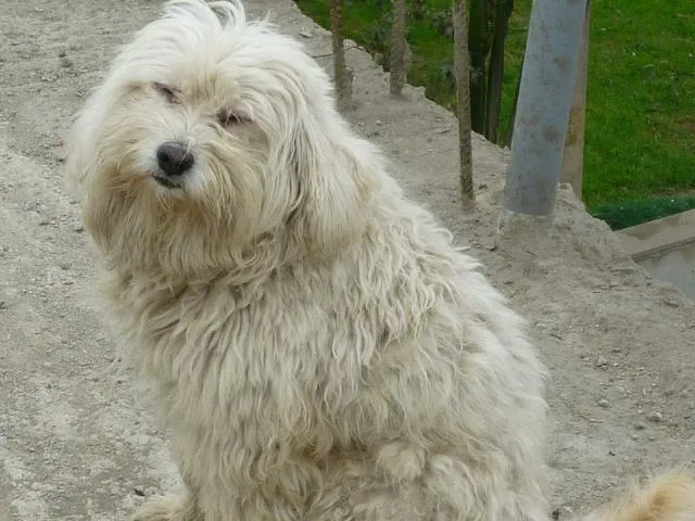 Boxy, perro peludo color blanco perdido en Carabayllo
