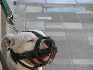 bozal de perro, perro | Descargar Fotos gratis