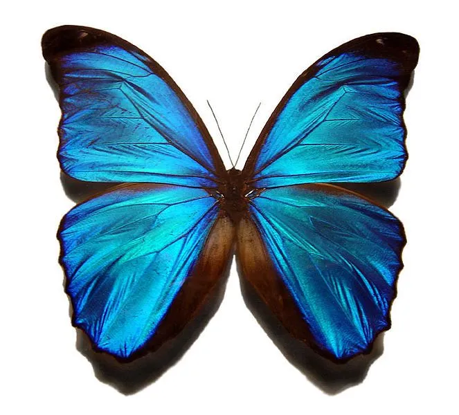 El brillo de las alas de las mariposas se consigue con cristales ...