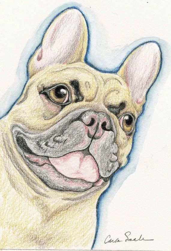 Bronceado dibujo a lápiz Original perro Bulldog por carlascreatures