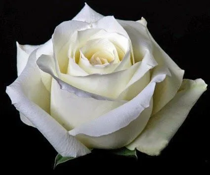 Imagenes con rosas blancas con movimiento - Imagui