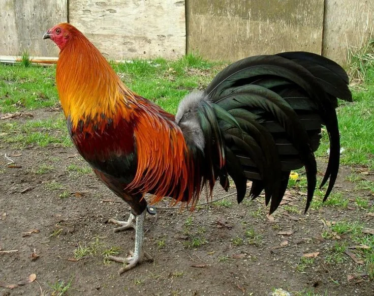 Brown Red Game Fowl | Gallo | Pinterest | Game Fowl, Rocks and Brown