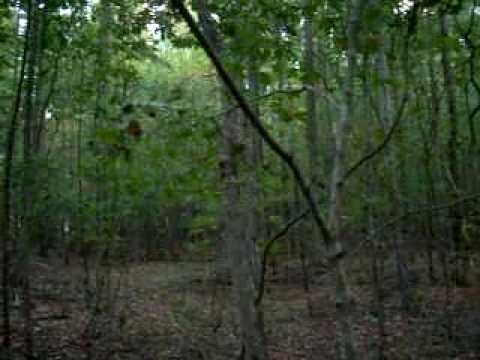 Bruja en el Bosque ... (real) - YouTube