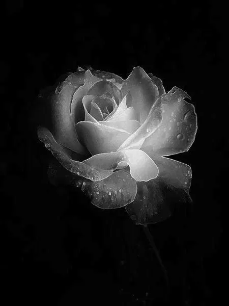 Moños de luto con una rosa blanca - Imagui