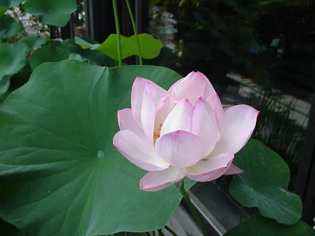 Budistas.es: Metáfora de la Flor de Loto de Buda Shakyamuni Budistas.es: Metáfora de la Flor de Loto de Buda Shakyamuni