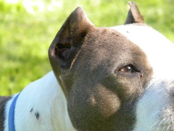 Todo Bull Blog: Cirugia de Orejas American Pit Bull Terrier