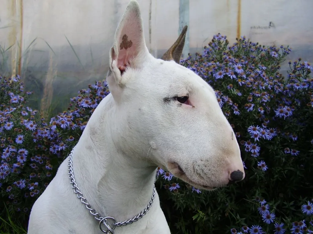 Bull Terrier and flowers photo and wallpaper. Beautiful Bull ... Bull Terrier and flowers photo and wallpaper. Beautiful Bull ...