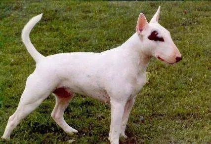 Bull Terrier and Miniature Bull Terrier Dog Breed Information and ...