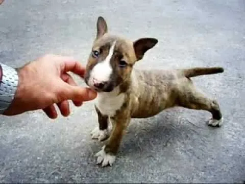 Bull Terrier, atigrado. facebook: SuizAnimaL Mascotas - YouTube