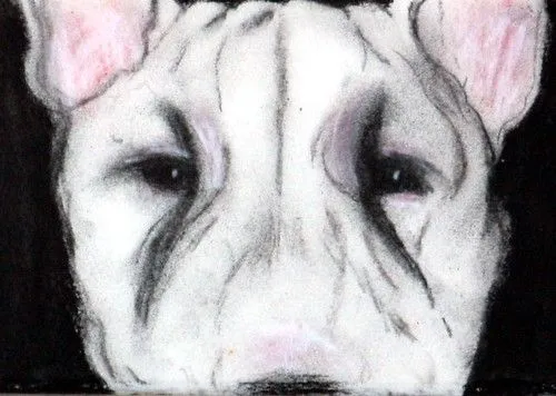 Bull-Terrier-Charcoal-&-Pas | Flickr - Photo Sharing!