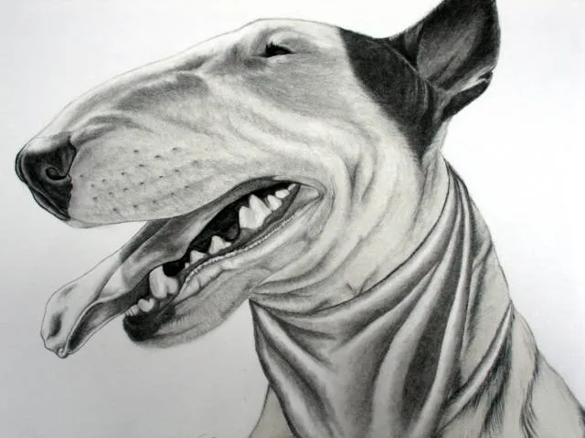 Bull terrier dibujo - Imagui
