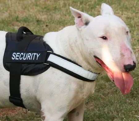 Bull Terrier : Dog harness , Dog collar , Dog leash , Dog muzzle ...