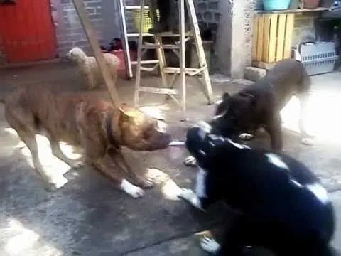 Mis Bull Terrier Stanford (Chuco, Chingon y Yaki) 2 - YouTube