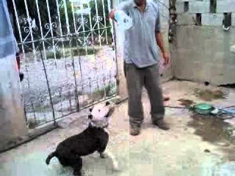 bull terrier stanford - YouTube