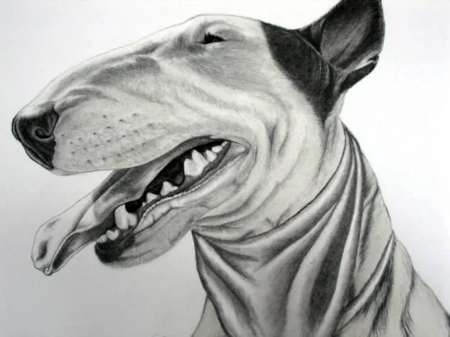 Bull Terrier Victor Gonzalez - Artelista.com