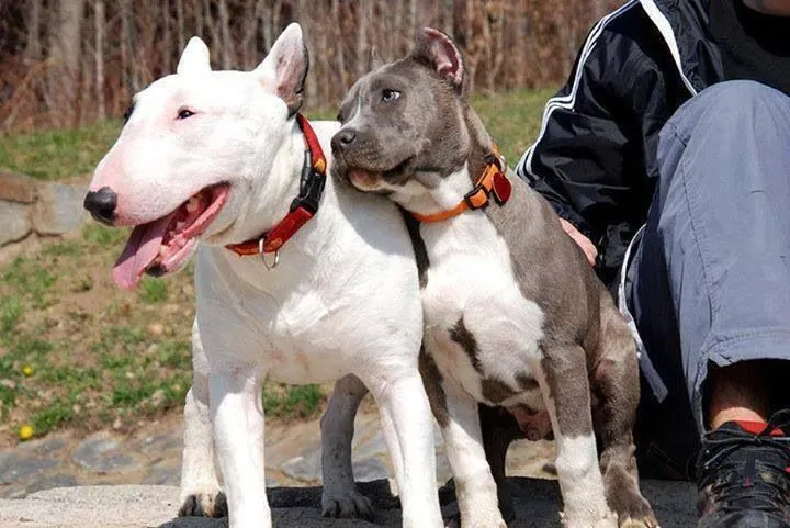 Bull Terrier VS Pitbull Love | Pitbulls | Pinterest | Pitbull ...