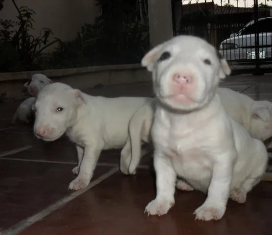 BULL TERRIER vs PITBULL | Pamelita90d's Blog BULL TERRIER vs PITBULL | Pamelita90d's Blog