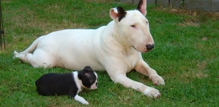 Bull Terrier Wallpapers - Applicazioni Android su Google Play Bull Terrier Wallpapers - Applicazioni Android su Google Play