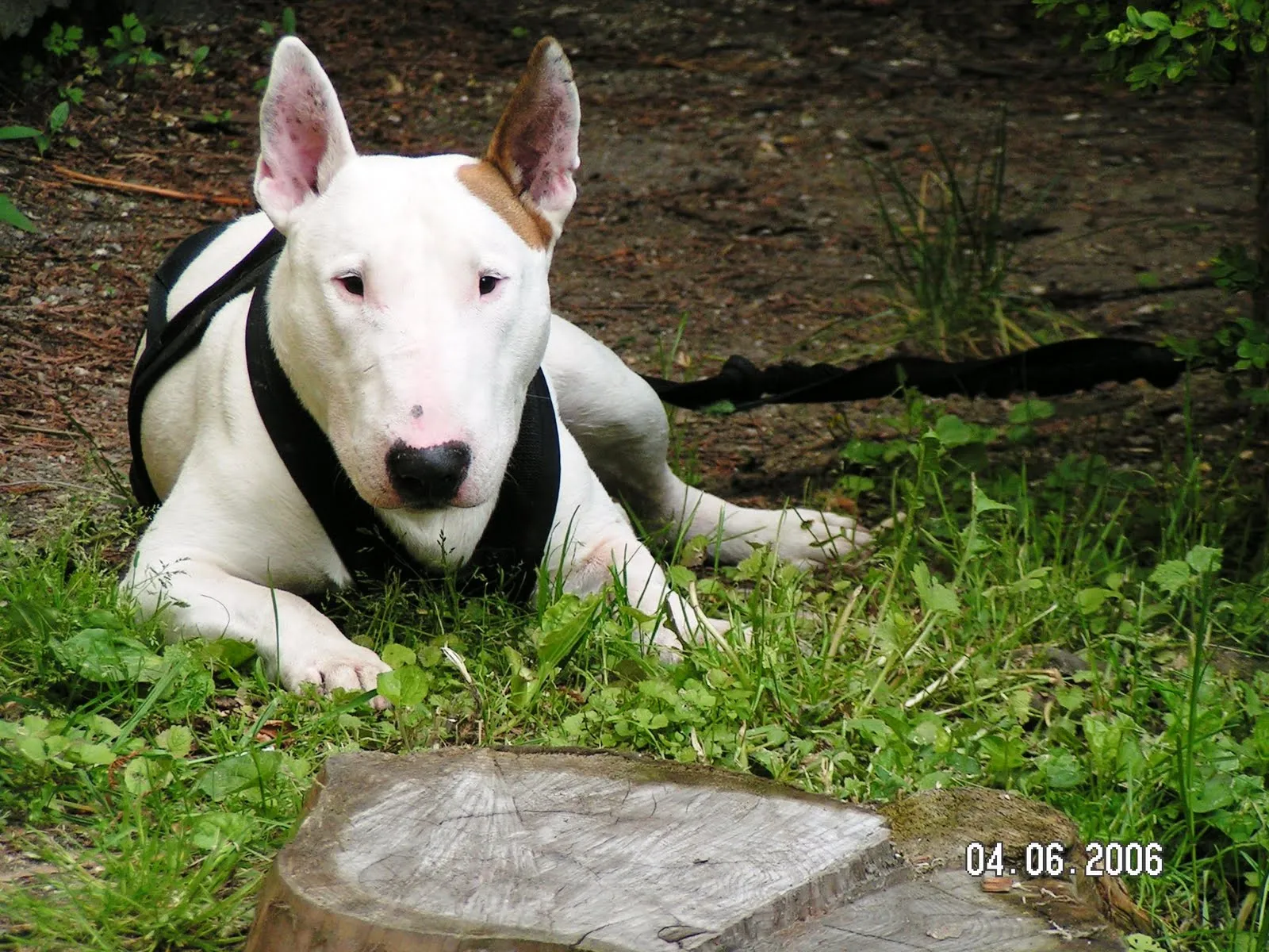 Bull Terrier:Pictures of Dogs and All About Dog