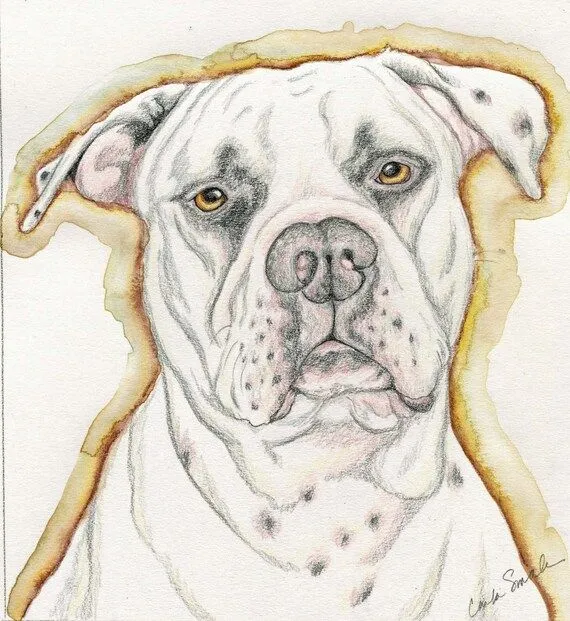Bulldog americano blanco perro arte retrato por carlascreatures