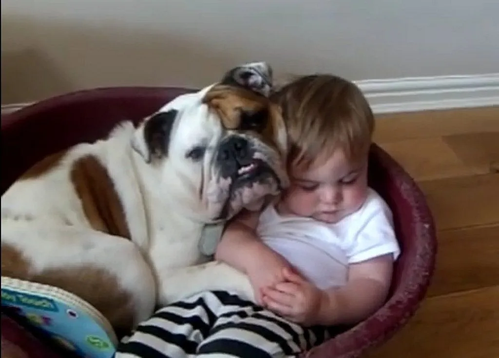 bulldog y bebe | Cuidar de tu perro es facilisimo.