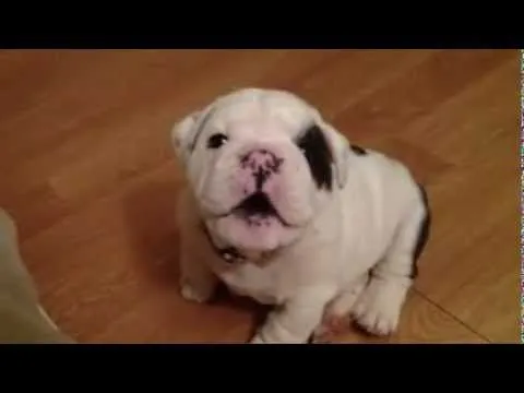 Bulldog bebe - YouTube