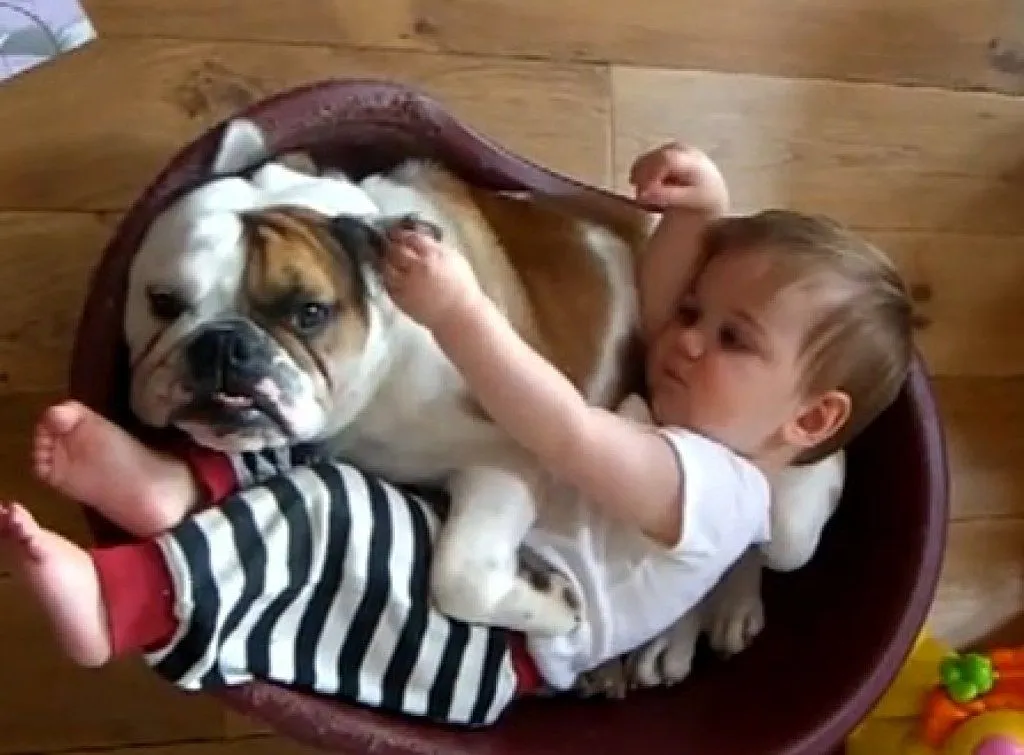 Bulldog y Bebés! | Cuidar de tu perro es facilisimo.