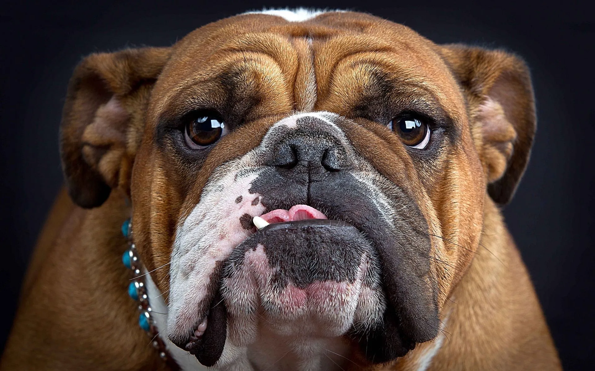 Bulldog Club of Denver | Bulldogs and the people who love them Bulldog Club of Denver | Bulldogs and the people who love them