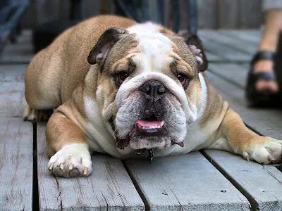 Bulldog Dog Breed Picture | Dog Lovers Pictures Bulldog Dog Breed Picture | Dog Lovers Pictures