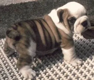 Bulldog | Fun Animals Wiki, Videos, Pictures, Stories Bulldog | Fun Animals Wiki, Videos, Pictures, Stories