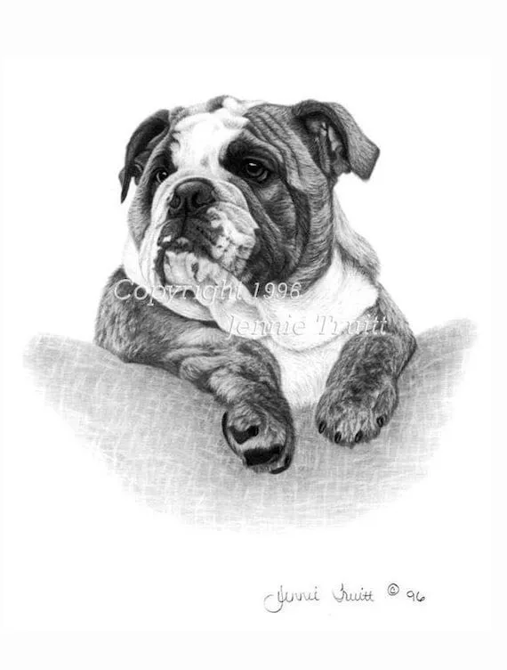 Bulldog Inglés 11 x 14 cachorro lámina de dibujo a por jennietruitt